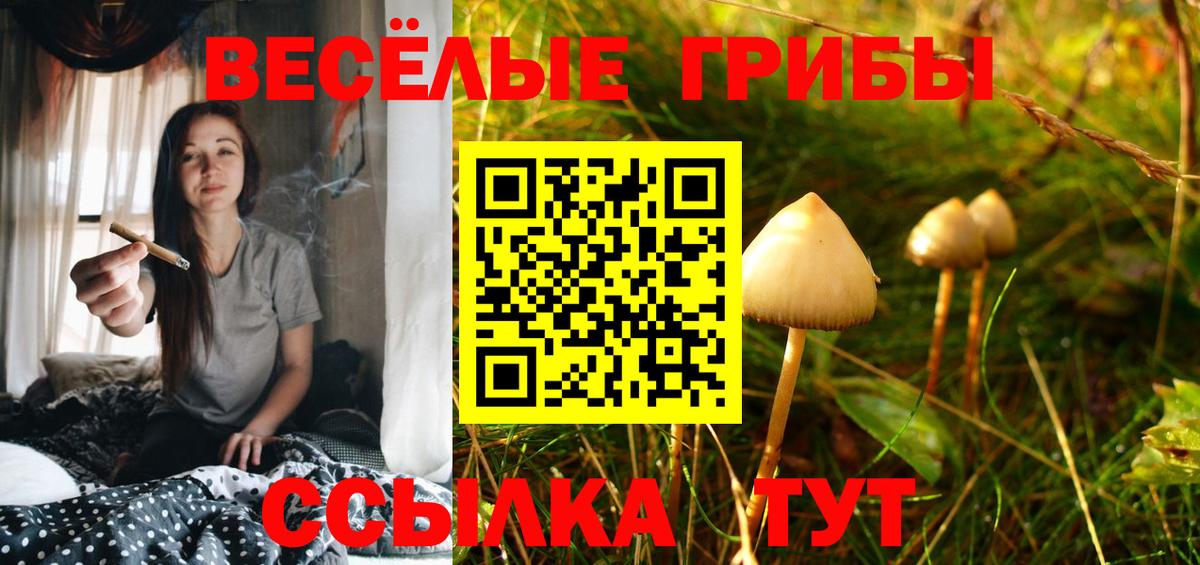 Псилоцибиновые грибы Psilocybine cubensis Нижний Новгород